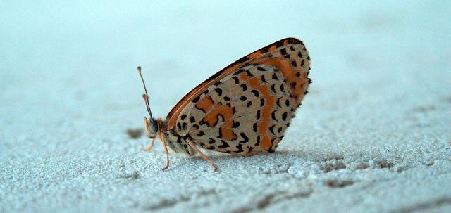 Sul muro di casa mia. Chi si  posato? Melitaea didyma